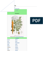 Daucus Carota: Ir A La Navegación Ir A La Búsqueda