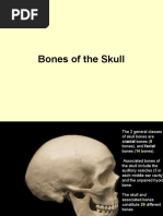 The Skull - Anatomy Bones