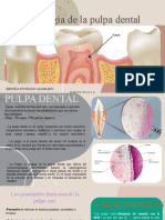 Histología de La Pulpa Dental