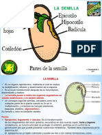 La Semilla