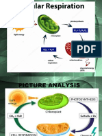 Cellular - Respiration Lecture Ko