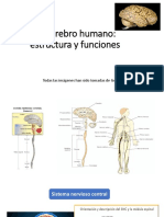 5) Cerebro Humano