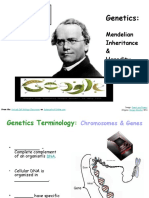 Mendelian Genetics Heredity Biology Lecture PowerPoint VCBC