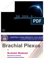 Brachial Plexus