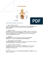 Partes Del Aparato Digestivo y Sus Funciones