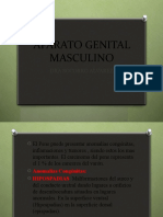 Aparato Genital Masculino