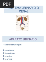 Sistema Urinario o Renal Morfo I