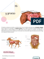 Clase #15 - Unidad #3 - Intestinos