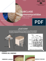 Subclase Hymenomycetes