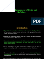 Breeding Management of Cattle and Buffaloes