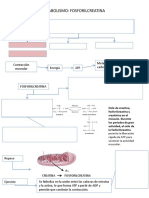 3 Cuadro Metabolismo PC Glucolisis Aerobia Anaerobia para Llenar