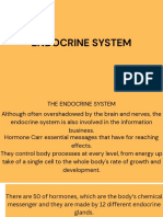 Endocrine System