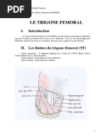 II Les Limites Du Trigone Femoral