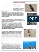 Animales Nativos de Sechura