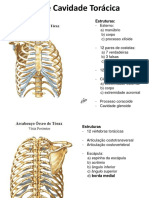 Tórax e Cavidade Torácica: Estruturas