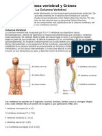 Columna Vertebral y Cráneo