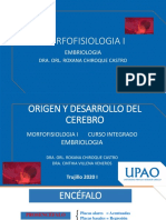 Origen y Desarrollo Del Cerebro