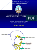 Embriología Del Páncreas y Glándula Suprarrenal