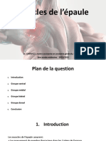 Muscles de L'épaule Et Du Bras