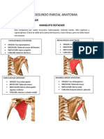 Guia Segundo Parcial Anatomia