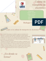 Presentacion de Cadena de Transporte de Electrones (Exposicion)