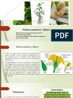 Plantas Monoicas y Dioicas