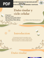 Daño Tisular - Ciclo Celular