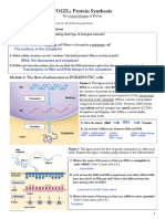 Pogil - Protein Synthesis