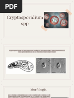 Cryptosporidium SPP 2