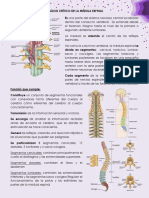 Análisis Crítico de La Médula Espinal