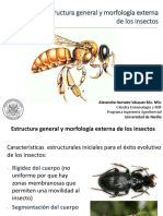 Clase 2. Morfologia General Segmentación, Tagma Cefalico I