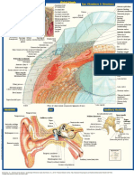 Anatomy of The Senses QuickStudy Reference Guide - (HEARING)