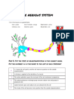 Bryan Fuentes - Chapter 8 Neuron Practice - Packet