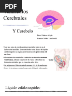 Ventrículos Cerebrales y Cerebelo