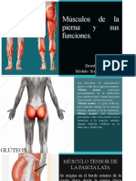 Músculos de La Pierna y Sus Funciones