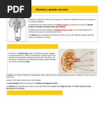 Sistema o Aparato Excretor