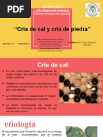 Cría de Cal y Piedra