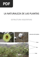 La Naturaleza de Las Plantas-C2