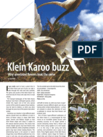 Klein Karoo Buzz