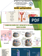 Aparato Urogenital Masculino Final