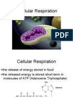 Cellular Respiration