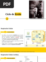 Ciclo de Krebs