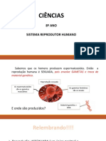 Sistema Reprodutor Humano