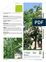 FichaPropagacion F2 Pimenta Dioica