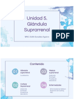 Bloque 5 Glándula Suprarrenal