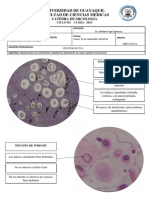 Practica 12 - Paracoccidioides Brasiliensis Blastomyces Dermatitis Coccidioides Immitis - Dibujos