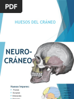 Huesos Del Cráneo