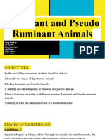 Ruminant and Pseudo Animals