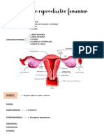 Aparato Reproductor Femenino