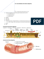 Unidad 2 - Sistema Digestivo